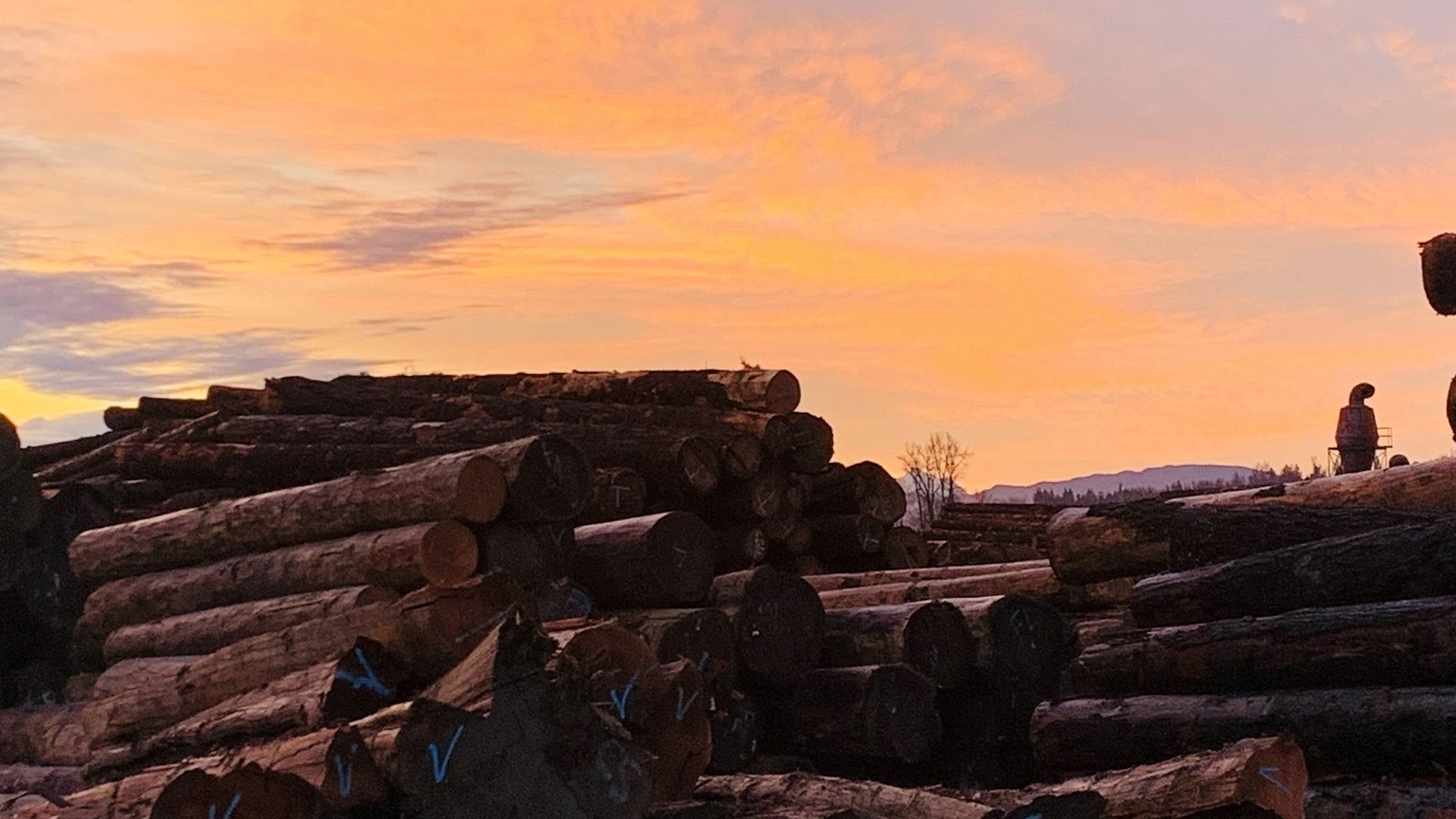 Stacks of Western Red Cedar logs in the Andersen Pacific log yard at sunset